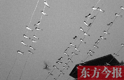 濟源市克井鎮(zhèn)苗莊村一戶農(nóng)家的晾衣繩上，上百只燕子來做客