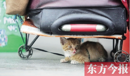 昨日，鄭州火車站廣場。一只小貓鉆到了行李下躲避烈日