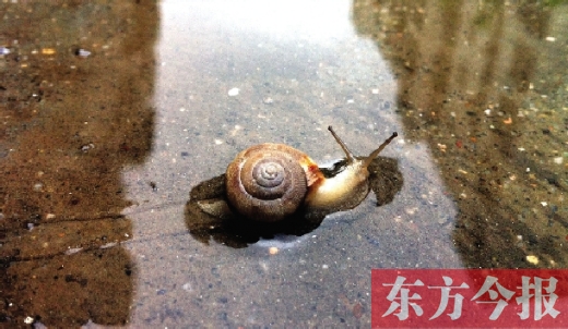 堵車俺不怕，就怕發(fā)大水，這不，一大早蹚水過(guò)街，現(xiàn)在已經(jīng)是下午了，俺還在馬路中間呢