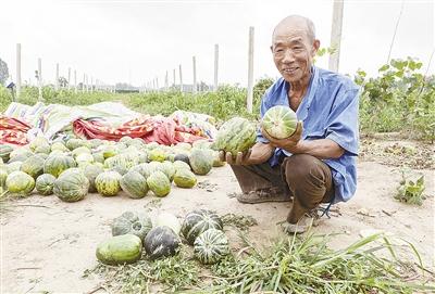 種的是“三白瓜”，長(zhǎng)出來(lái)的瓜非常雜，其中最多的是本地甜面瓜，俗稱“一窩猴”