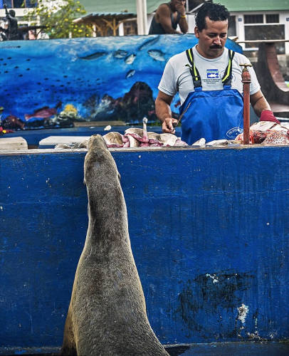 海獅變魚攤?？?排隊“購買”金槍魚