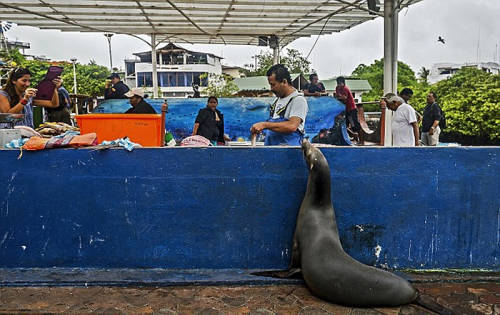 海獅變魚攤?？?排隊“購買”金槍魚