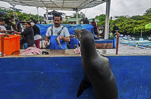 海獅變魚攤?？?排隊“購買”金槍魚