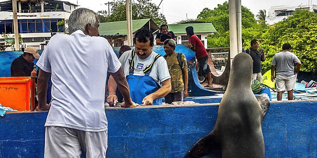 海獅變魚攤?？?排隊“購買”金槍魚