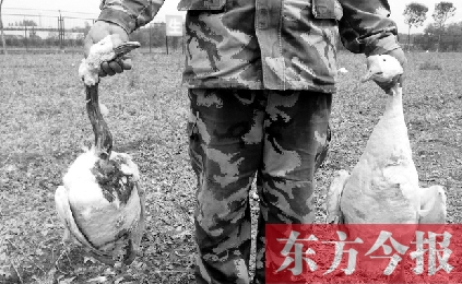 濟源一山間農場遭襲，死傷200多只大鵝