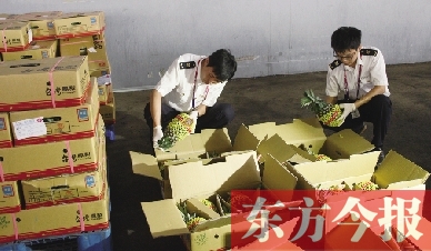昨日，檢驗(yàn)檢疫人員正對剛從臺灣進(jìn)口的水果進(jìn)行檢驗(yàn)
