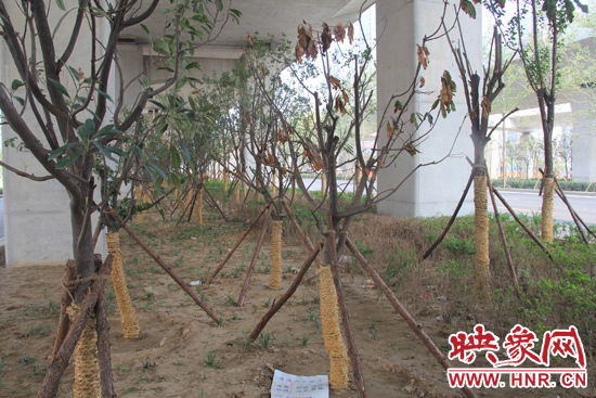 北三環(huán)經(jīng)三路橋下種的樹木有的葉子已經(jīng)干枯。