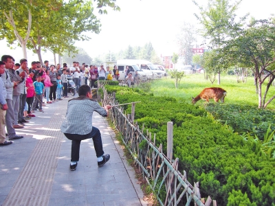 工作人員悄悄走近梅花鹿，準(zhǔn)備發(fā)射麻醉針。