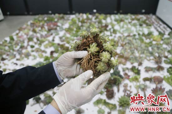 這些被截獲的多肉植物郵件面單上的品名大多申報為“禮物”、“衣服”等，屬于瞞報行為。