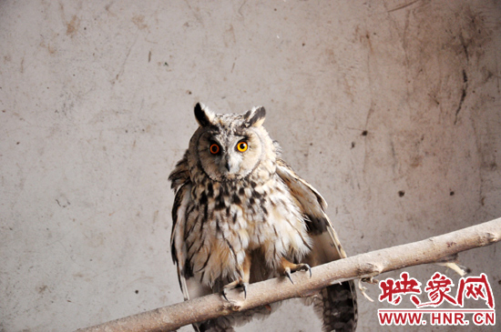 據(jù)了解，長耳鸮屬于夜行動物，是一種益鳥，主要捕食鼠類。