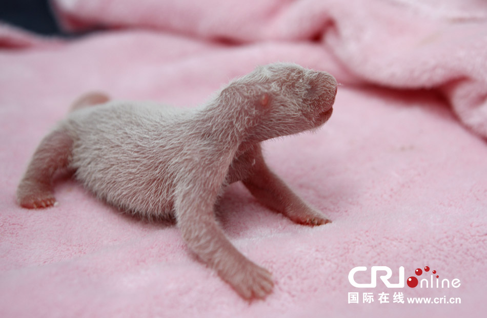 2013年7月11日，成都大熊貓繁育研究基地月亮產(chǎn)房，新生大熊貓寶寶在育嬰箱里憨態(tài)可掬。