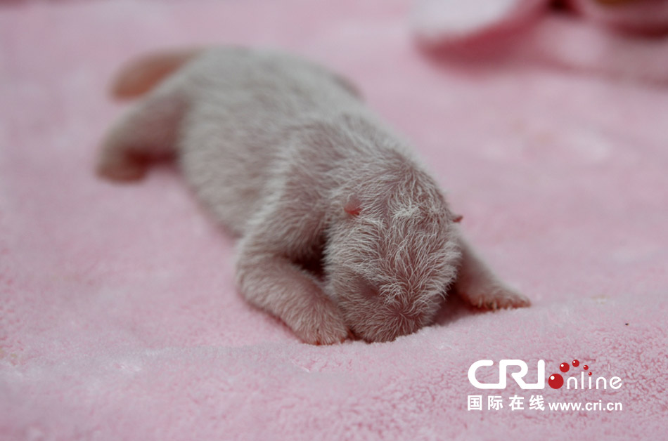 2013年7月11日，成都大熊貓繁育研究基地月亮產(chǎn)房，新生大熊貓寶寶在育嬰箱里憨態(tài)可掬。