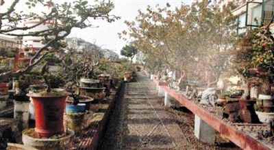 劉光嘉出示博物館內(nèi)部圖片中，擺放著各種盆景。