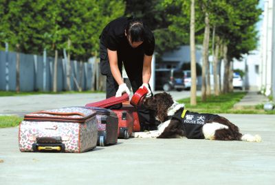 搜油犬正在進(jìn)行日常訓(xùn)練。
