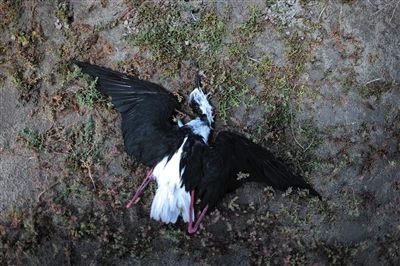 死去的鳥兒達到200多只，還有鳥兒在湖邊淤泥中掙扎著。