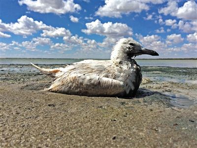 死去的鳥兒達到200多只，還有鳥兒在湖邊淤泥中掙扎著。
