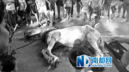 死馬拉的車。 游客圍觀死馬。游客供圖
