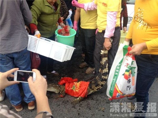 鱷魚被車主抓到。