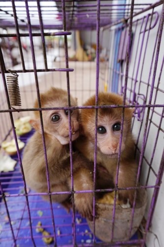 獼猴、麂子、白鷴、果子貍、豪豬、豺狗、熊、竹鼠等國(guó)家保護(hù)野生動(dòng)物或?yàn)l危物種，在此成為各路食客的盤中餐