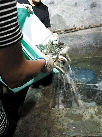主人將撈上來的魚放進(jìn)魚池。