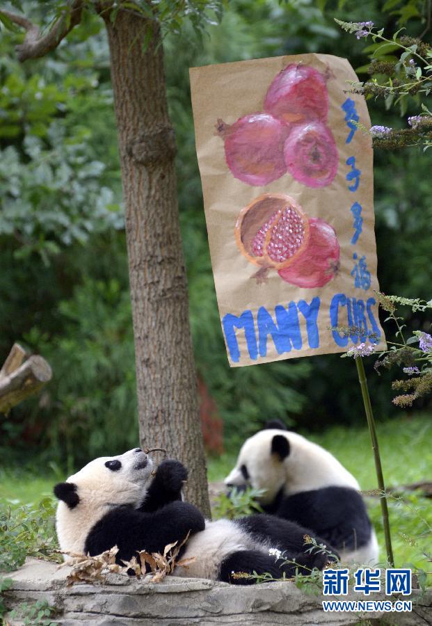 8月23日,大熊貓“寶寶”在美國華盛頓的國家動物園參加“抓周”儀式。
