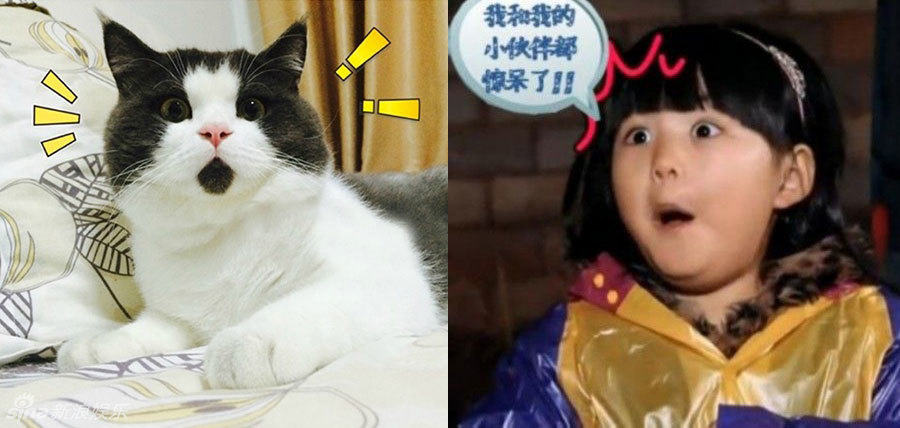 不小心就撞臉了！盤(pán)點(diǎn)動(dòng)物界的明星相