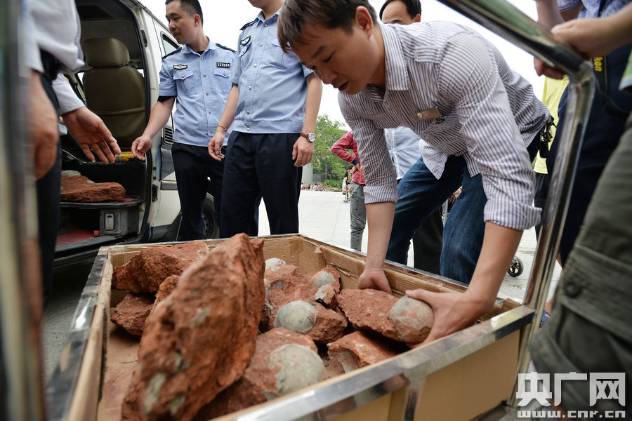 2015年4月19日，廣東河源，道路改造施工現(xiàn)場(chǎng)，挖出一大窩恐龍蛋化石。