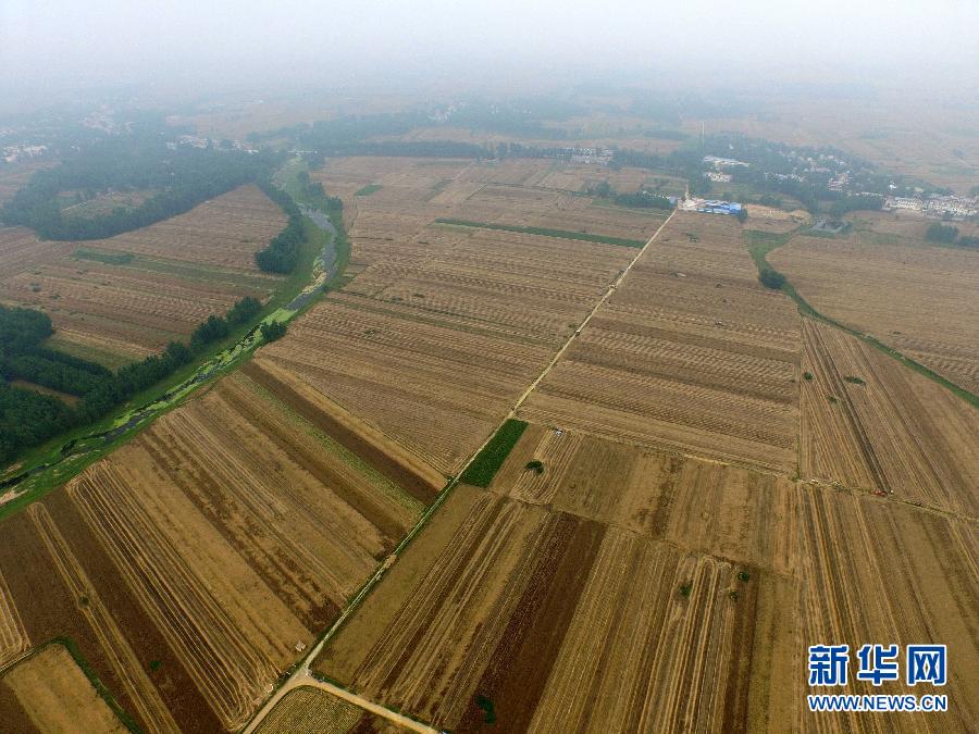 這是5月28日在河南省南陽市唐河縣甘河灣村航拍的麥收現(xiàn)場。