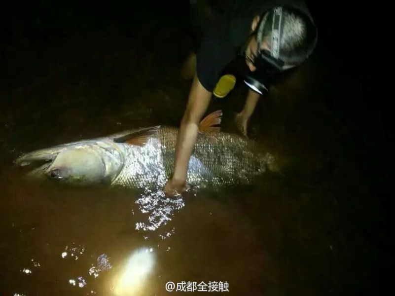 圖為父子倆發(fā)現(xiàn)大魚。