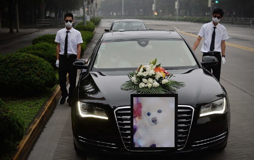 著寵物狗靈柩的車隊緩緩開往悼念室。