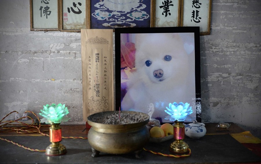 寵物狗的遺像被擺放在寺廟中。