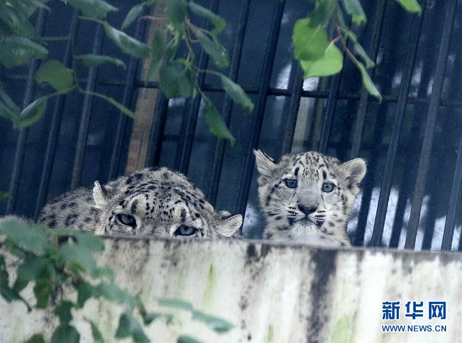 濟(jì)南野生動物世界剛過百日的小雪豹和媽媽一起與游客見面