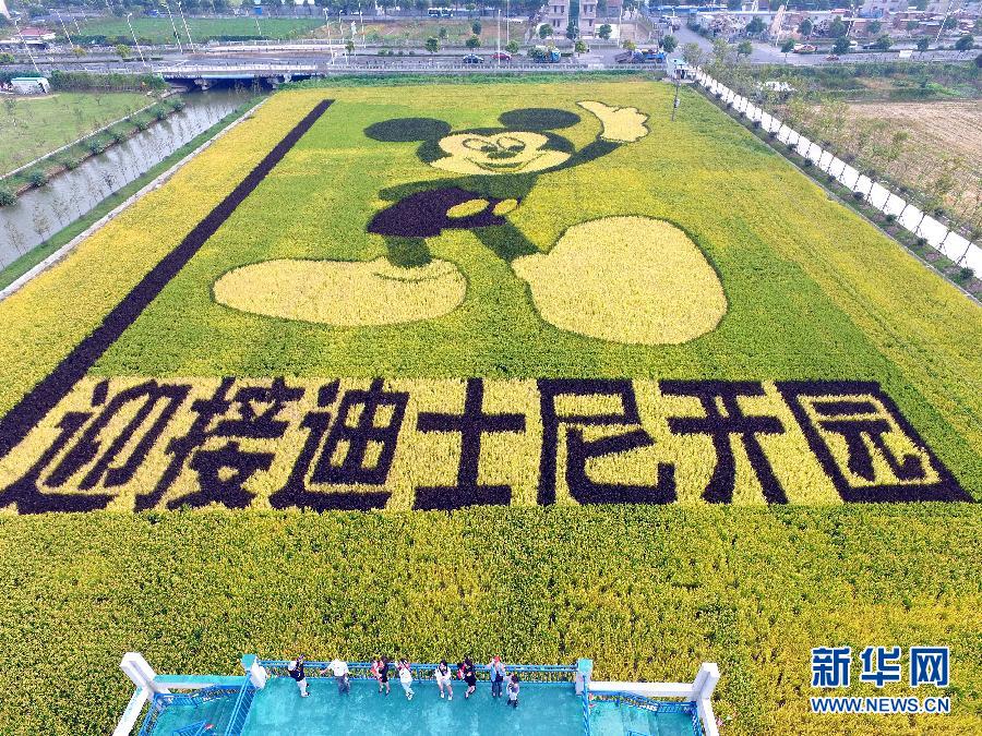 10月25日，游客在觀景臺上觀賞“米老鼠”稻田畫。