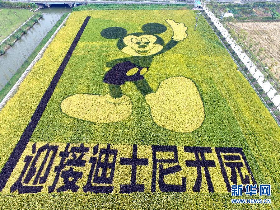 10月25日，游客在觀景臺上觀賞“米老鼠”稻田畫。