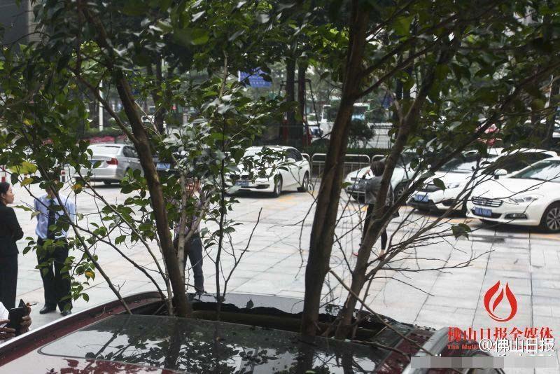一輛停在停車位上的寶馬轎車，被墜落的樹枝砸中，樹枝徑直插入車內，現場引發(fā)不少市民圍觀拍照。