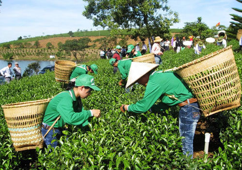 越南茶葉被禁入中國臺(tái)灣 疑遭二惡英污染