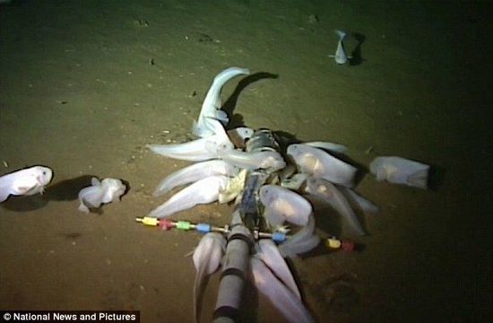 白色怪魚(yú)潛伏海下8000米 刷新世界最深魚(yú)類(lèi)紀(jì)錄