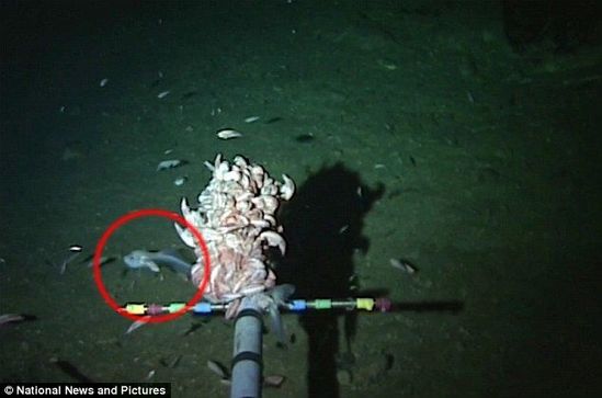 白色怪魚(yú)潛伏海下8000米 刷新世界最深魚(yú)類(lèi)紀(jì)錄