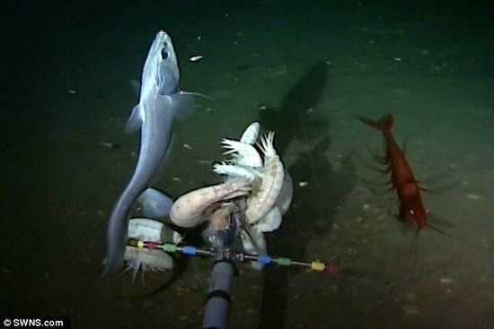 白色怪魚(yú)潛伏海下8000米 刷新世界最深魚(yú)類(lèi)紀(jì)錄