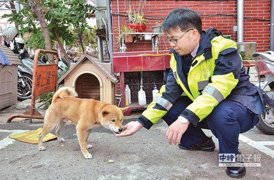 圖中這只柴犬生性好動(dòng)，逢人就搖起臀部及尾巴