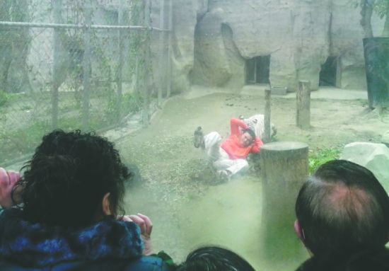 昨日，成都動物園，男子進入白虎活動區(qū)后被白虎拖行。動物園出動50多人成功營救下他