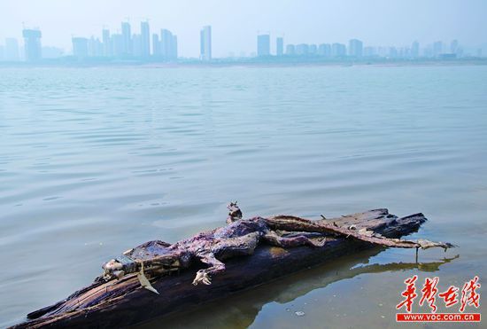 23日上午，瀏陽河與湘江交匯的地方發(fā)現(xiàn)了一條鱷魚的尸骸。