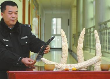 1月5日，辦案民警展示擋獲的犀牛角、盔犀鳥(niǎo)頭、象牙制品。