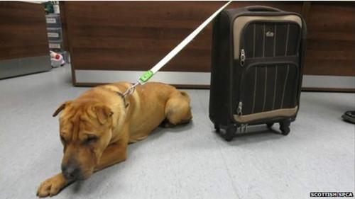 這只雄性的雜交沙皮犬被連同行李箱被拴在火車(chē)站外的欄桿上。
