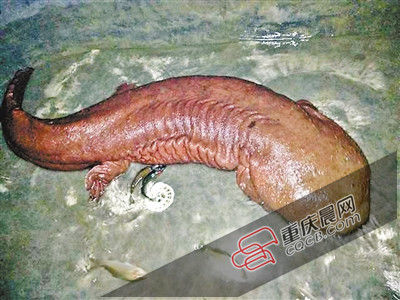 巫山抱龍鎮(zhèn)的超級(jí)娃娃魚。