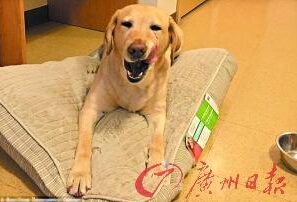 機(jī)智的導(dǎo)盲犬尤蘭達(dá)。