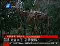 恐龍來(lái)了 你要看么？