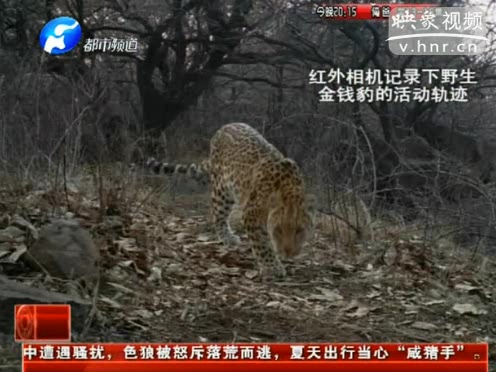 萌萌噠！濟(jì)源首次拍到金錢(qián)豹