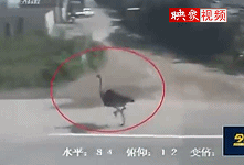 實(shí)拍鴕鳥(niǎo)車流中狂奔與車賽跑 腳底生風(fēng)引路人尖叫