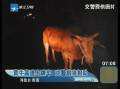 黃牛高速路跳車(chē) 警車(chē)相助引導(dǎo)下路